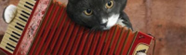 Кошачий инди-рок