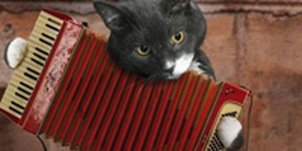 Кошачий инди-рок