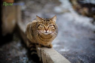 Начало недели в Приморье будет прохладным