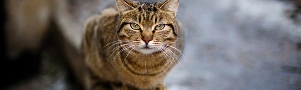 Начало недели в Приморье будет прохладным