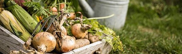 Переувлажнение почвы грозит приморцам потерей урожая