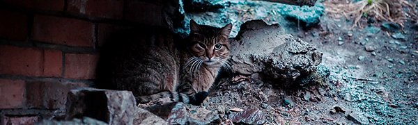 Завтра в Приморье начнутся дожди