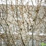 Завтра в Приморье возможен небольшой снег