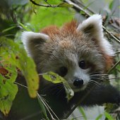 Поднимаем настроение: Красная панда