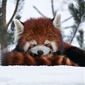 Поднимаем настроение: Красная панда