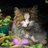 Ботанический сад: ничего в мире не происходит случайно