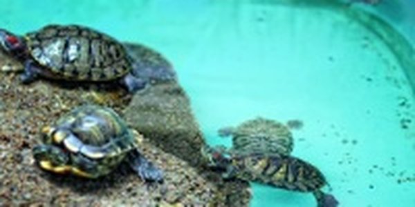 В Камбодже появится первый морской заповедник