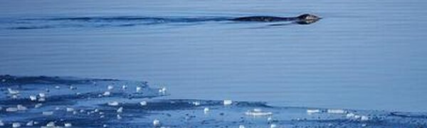 Обзор ледовой обстановки в заливе Петра Великого