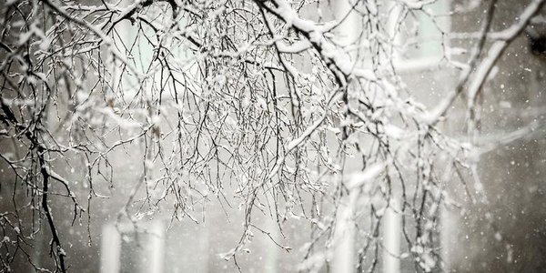 Синоптики рассказали, грозит ли Приморью снегопад