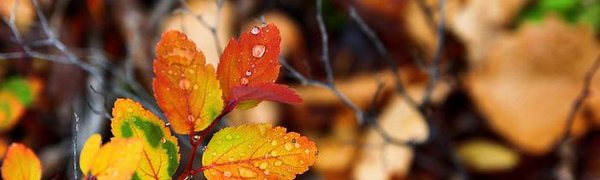 Погода на выходные: осадки и затяжное похолодание ожидаются в Приморье