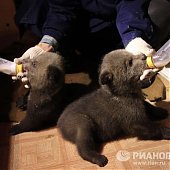 «Медвежьи няньки»: Как экологи спасают грудных медвежат (ФОТО) 