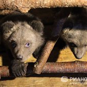 «Медвежьи няньки»: Как экологи спасают грудных медвежат (ФОТО) 
