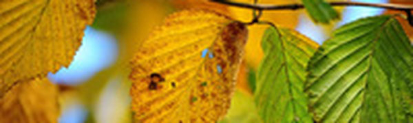 Завтра в крае немного похолодает