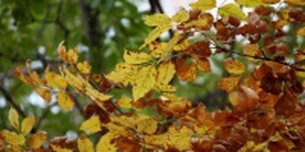 В Приморье установилась неустойчивая погода
