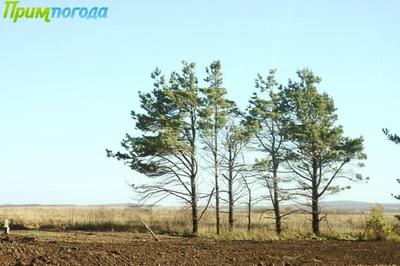 Декабрь продолжает удивлять Приморье незимним теплом