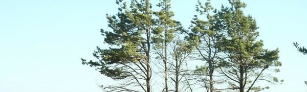 Декабрь продолжает удивлять Приморье незимним теплом