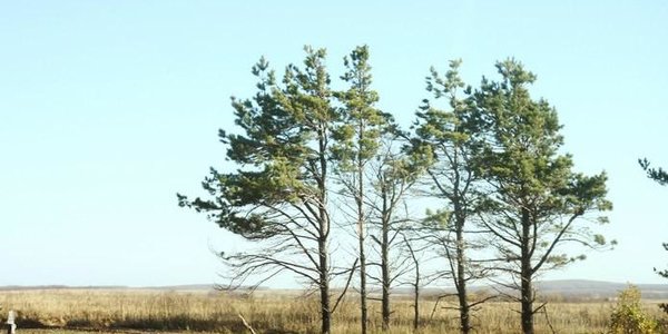 Декабрь продолжает удивлять Приморье незимним теплом
