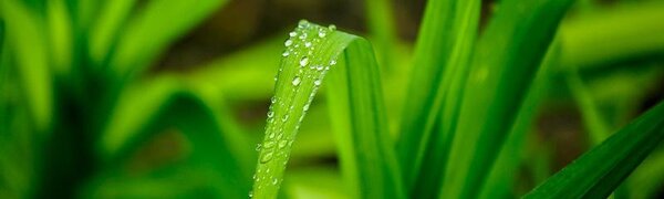 Небольшие дожди пройдут местами в Приморье в среду