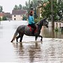 Животные во время наводнения в Европе