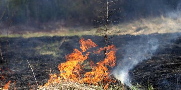 С начала года в Приморье произошло 23 лесных пожара