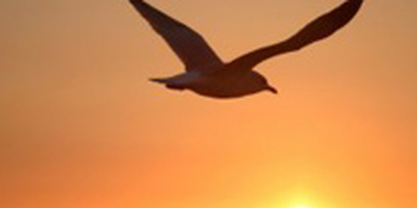 Чайка сняла на видео закат в Сан-Франциско