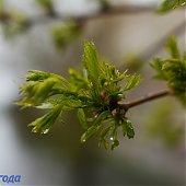 Улучшения погоды в Приморье пока не предвидится