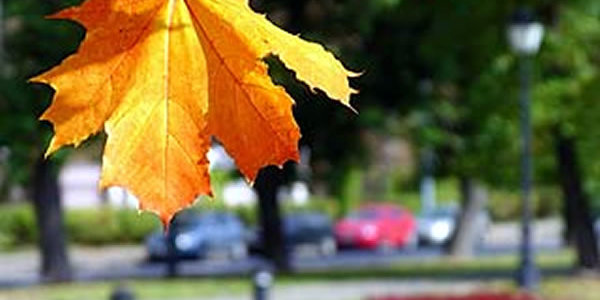 Прохладная погода сохранится до конца рабочей недели
