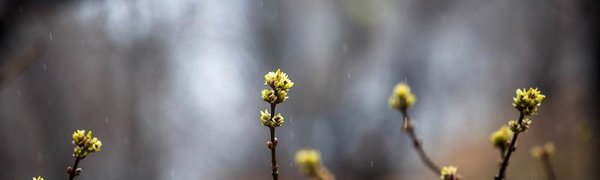Прошедшие в Приморье дожди понизили пожароопасность до 1 класса