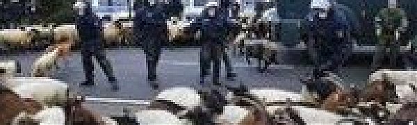 В крупнейшем экологическом протесте приняли участие овцы