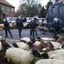 В крупнейшем экологическом протесте приняли участие овцы