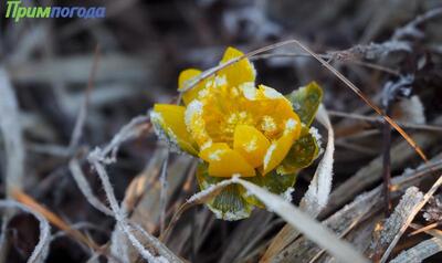 Март-2026 в Приморье оказался теплым