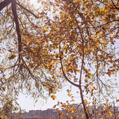 Осенние мотивы октября