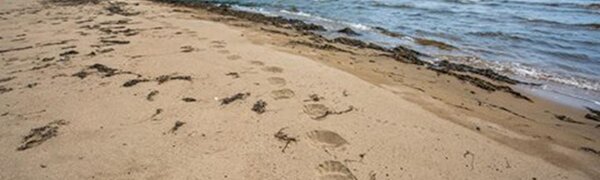 Неустойчивая погода ожидается в Приморье и Владивостоке на этой неделе