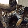 В Санкт-Петербурге приняли декларацию по сохранению тигров
