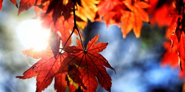 На этой неделе в Приморье вернется дневное тепло до +20 °C