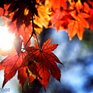 На этой неделе в Приморье вернется дневное тепло до +20 °C