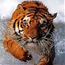 Саммит переехал, тигры остались