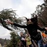 В Германии прошёл чемпионат по метанию елей (ВИДЕО)