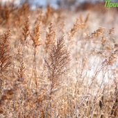 В Приморье начался сезон зимней рыбалки