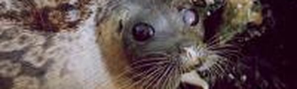 Сотни пятнистых тюленей появились в акватории Владивостока