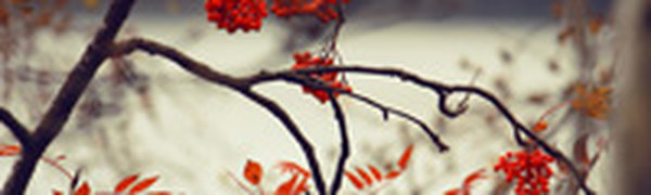 Покров день пролился дождем на Приморье