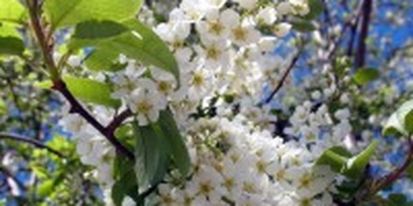В Москве зацвела черемуха