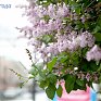 В Приморье сохраняется теплая, но дождливая погода