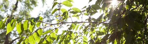 Лето в Приморье набирает обороты: синоптики обещают усиление жары