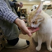 «Cat cafe» — как японцы совмещают кофе и кошек (ФОТО)