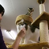 «Cat cafe» — как японцы совмещают кофе и кошек (ФОТО)