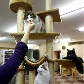 «Cat cafe» — как японцы совмещают кофе и кошек (ФОТО)