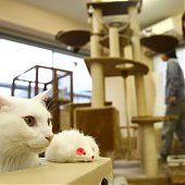 «Cat cafe» — как японцы совмещают кофе и кошек (ФОТО)