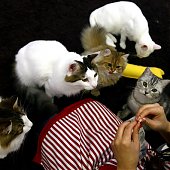 «Cat cafe» — как японцы совмещают кофе и кошек (ФОТО)