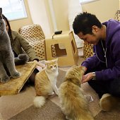 «Cat cafe» — как японцы совмещают кофе и кошек (ФОТО)